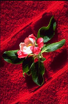 Briantowel.jpg (29063 bytes)