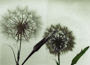 flower.jpg (22057 bytes)