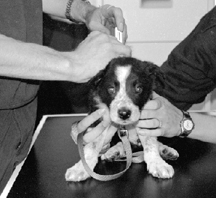David Gurr rspca tortured dog.jpg (32857 bytes)