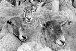Derek Grimsahaw Market sheep head.jpg (45974 bytes)