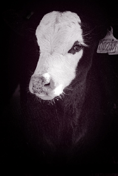 Derek Grimshaw Market calf head.jpg (51494 bytes)