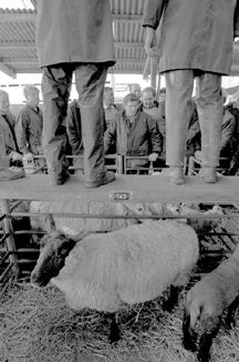 Kiran Ridley market sheep and legs.jpg (55292 bytes)