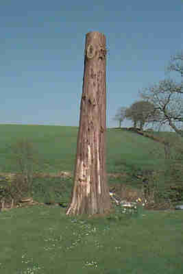 the tree