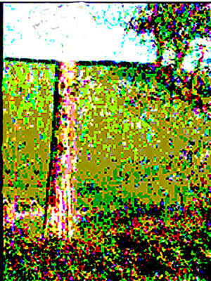 tree 1