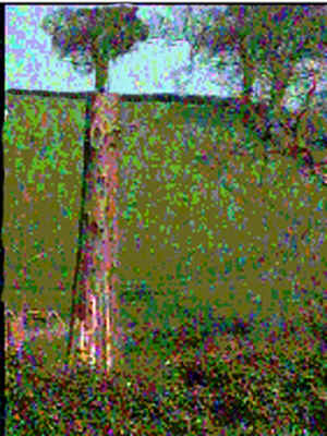 tree 2