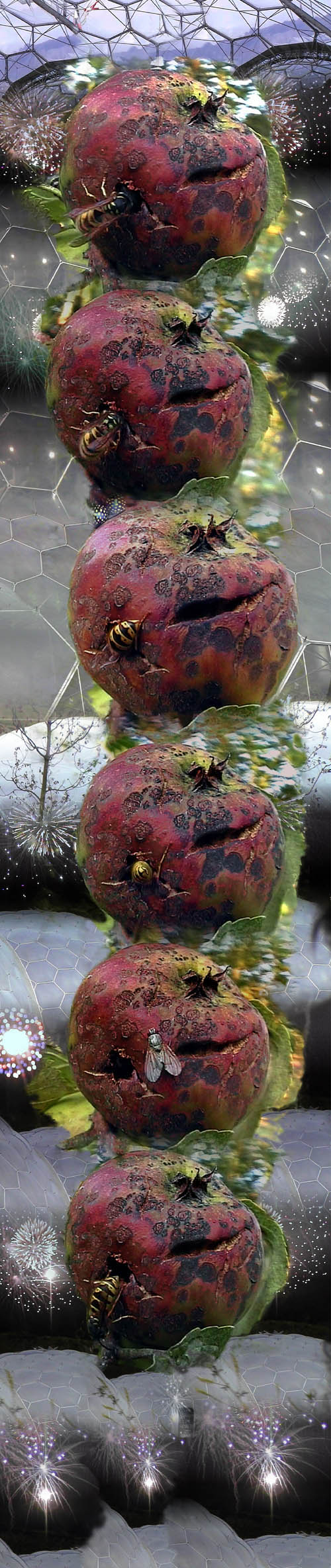 wasps ballad click to buy or for more details