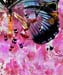 butterfly4